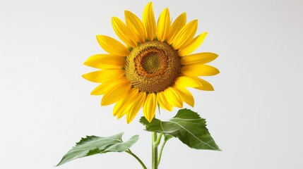 Obraz premium A professional photograph of a vibrant yellow sunflower with a tall stem, taken with a DSLR camera under soft studio lighting, set against a plain white background.