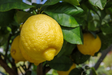 Yellow lemons on a tree in the garden