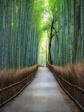 Path leading through the bamboo forest, Arashiyama, Kyoto, Japan