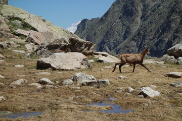 Chamois en été dans les Alpes françaises