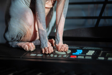 Close-up of the paws of a bald cat of the Sphynx breed