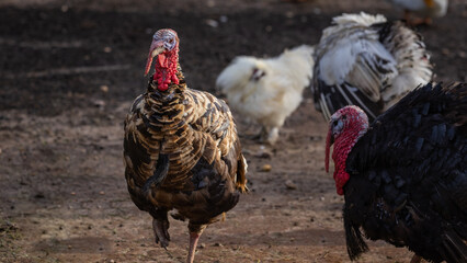 Turkey on a roadside farm
