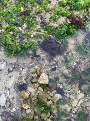 This image captures a serene beach scene at dawn or dusk. The tide appears to be out, revealing a wide expanse of glistening, mossy green seaweed blanketing the foreground.  Shallow pools of water mir