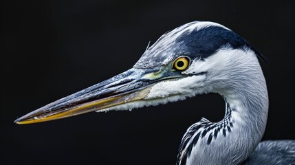 Fototapeta premium Close up of Grey and Blue Heron with Space for Text