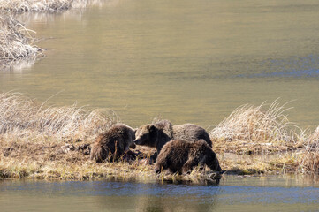 Grizzly Bear Sow and Cubs in Yellowstone National Park Wyoming