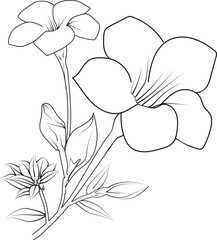 Minimilist single Allamanda flower drawings, periwinkle flower vector art, drawing outline Allamanda flower tattoo, small Allamanda flower tattoo, ink illustration clipart isolated on white background