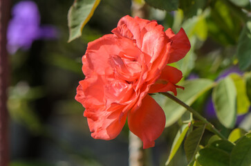 Pink rose in a thorny garden