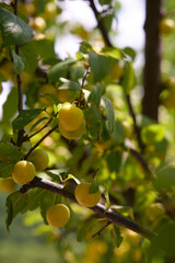 yellow cherry plum berries on a branch