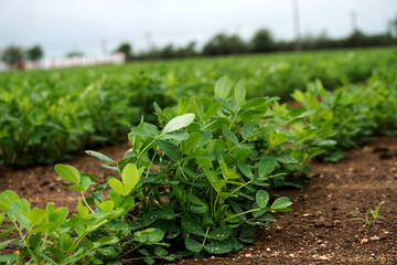 Lush peanut plant rows thrive on fertile farmland beneath overcast skies, Delve into the core of agriculture through this mesmerizing image of a peanut plantation.