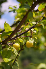 yellow cherry plum berries on a branch