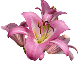 pink lily flower isolated png