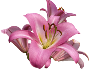 pink lily flower isolated png