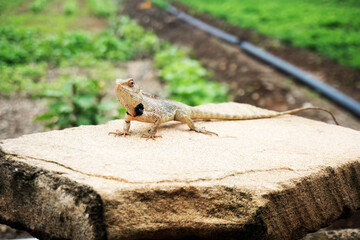 An attentive lizard sunbathing on a sunlit boulder in the midst of verdant surroundings, A vigilant reptile sits on a sun-warmed stone, soaking in the sun's rays.