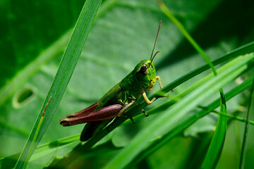 Meadow grasshopper // Gemeiner Grashüpfer (Pseudochorthippus parallelus)