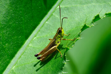 Gemeiner Grashüpfer // Meadow grasshopper (Pseudochorthippus parallelus)