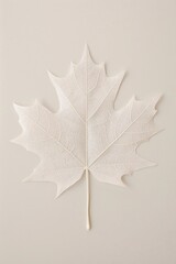 Fototapeta premium White Maple Leaf on White Background. Natural Botanical Element Perfect for Eco-Friendly Designs, Nature-Themed Projects, and Organic Branding Materials. Ideal for Seasonal and Educational Use.