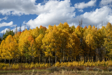 Autumn aspen trees against blue sky with puffy clouds