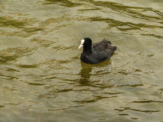 Graceful Coot: Fulica atra Gliding Across the Tranquil Waters of Lago di Misurina