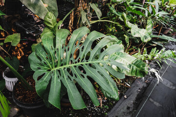 Close up of Tropical Monstera Variegated houseplant with beautiful white sprinkled varigated...
