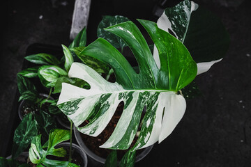 Close up of Tropical Monstera Variegated houseplant with beautiful white sprinkled varigated leaves. Gorgeous Monstera, its delicately variegated leaves glowing softly in the natural light. © SandyHappy
