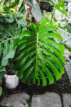 Philodendron Pertusum" bilder  Blddra bland 97 stockfoton, vektorer och  videor | Adobe Stock