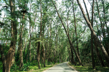 Road path in a park or forest. Landscape nature of Tunnel Pine Tree on the Road in Trang, Thailand. Road trough the green forest
