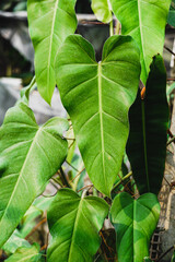 selectively focus on Philodendron plant. Philodendron in the pot on wood plate. philodendron golden...