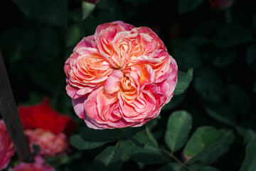 A pink flower with a green stem. The flower is in the middle of a bush