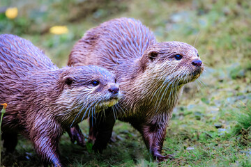Eurasian otter