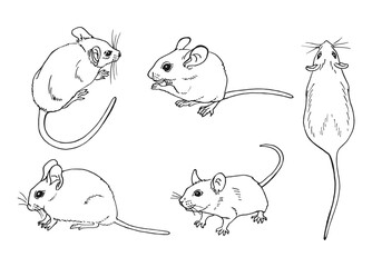 Set of mouse. Hand drawn vector illustration.