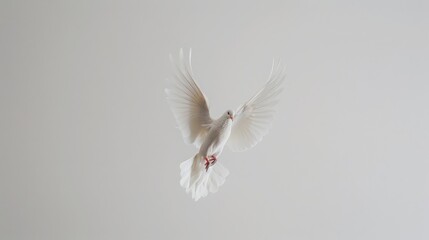 Fototapeta premium White Dove in Flight