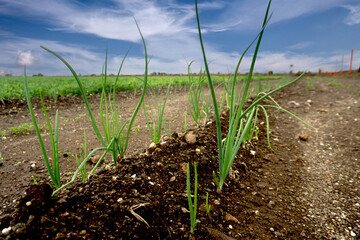Flourishing Onion Fields: Earth's Bounty Beneath Cloudy Skies, This image depicts the core of...