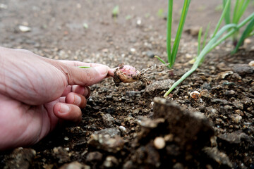 Freshly Harvested Onion in Farmer's Hand - Agriculture Close-Up, A close-up shot capturing the essence of agriculture with young onion plants sprouting from nutrient-rich soil.