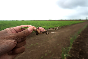 In an agricultural backdrop, a farmer's hand is shown tenderly grasping a just-picked onion, An intimate view portraying the fundamental aspects of agriculture