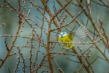 mésange bleue