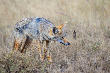 Obraz premium Jackel