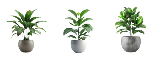 Indoor Potted Plants Isolated on Transparent Background