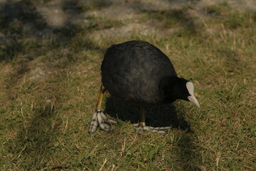 Eurasian Coot in the south of France