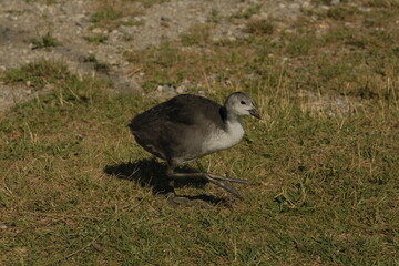 Eurasian Coot young in the south of France