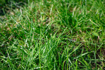 Green lawn grass illuminated by the sun in the park