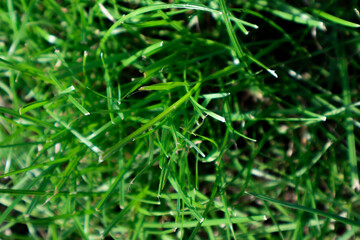 Green lawn grass close-up, top view