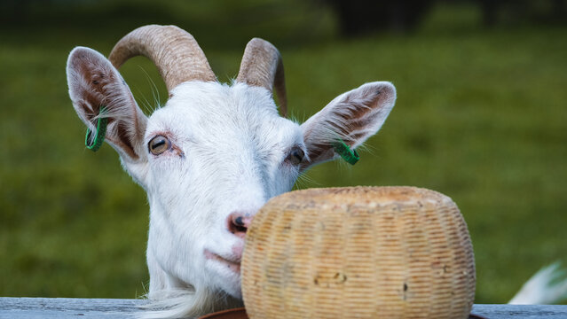 A white goat with horns sniffs goat milk cheese on the background of a green meadow