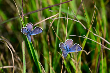 Argus-Bläuling, Geißklee-Bläuling // Silver-studded blue (Plebejus argus) - Pajiștile lui...