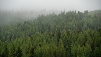 Mystical Spruce Forest: Alpine Beauty Shrouded in Fog