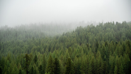 Fog-Enveloped Spruce Trees: A Serene Alpine Forest Scene