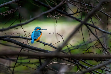 oiseaux