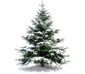 Green pine tree with snow-covered branches isolated transparent background