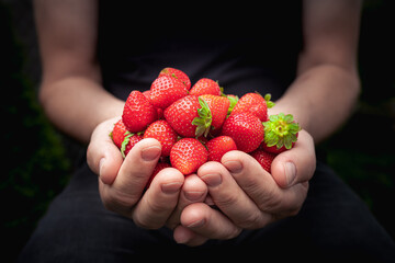 Fruits of summer: fresh red strawberries in hands