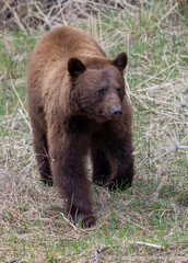 Fototapeta premium Black Bear in Yellowstone National Park Wyoming in Springtime