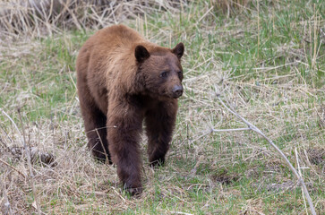 Fototapeta premium Black Bear in Yellowstone National Park Wyoming in Springtime